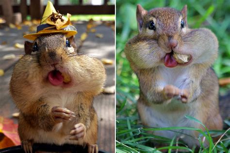 Nutty squirrel - HBD to squizy🎂🐿️ #nuttysquirrel #reels #usa #fyp #viral #trending #squirrel #nature #squirrels #squirrelsofinstagram #wildlife #pets #animals #squirrellove #squirrellife #naturephotography #wildlifephotography #nuts #animal